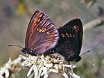 Erebia alberganus – Flügelunterseite
