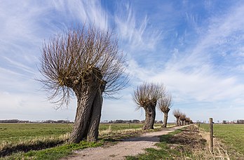 Salgueiros podados ao longo de um caminho (Vluchthavenpad) em Schokland, uma antiga ilha do Golfo de Zuiderzê, localizada em Noordoostpolder, Países Baixos. Schokland foi declarada Patrimônio da Humanidade pela UNESCO em 1995. A poda envolve a remoção dos galhos superiores de uma árvore, o que promove o crescimento de uma copa densa de folhagem e galhos. A prática ocorreu comumente na Europa desde os tempos medievais, e ocorre hoje em áreas urbanas em todo o mundo, principalmente para manter as árvores em uma determinada altura. Ramos jovens e flexíveis de salgueiro ou aveleira podem ser colhidos como material para a produção de cestos, cercas e construções de jardins, como caramanchões. (definição 5 184 × 3 390)