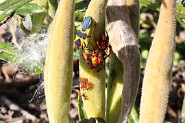 Butterfly milkweed with large milkweed bugs