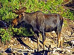 Shiras Bull at Cecret Lake a 07-25-12.JPG