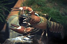 Signal crayfish female Pacifastacus leniusculus.JPG