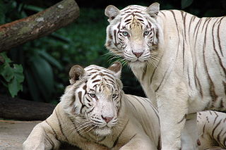 Tigre et médecine asiatique dans TIGRE 320px-Singapore_Zoo_Tigers