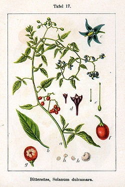 Bebrukārkliņš (Solanum dulcamara)