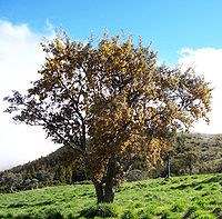 Sophora Toromiro