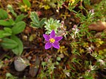 Miniatura para Spergularia purpurea