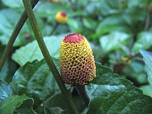 Spilanthes-closeup-large.jpg