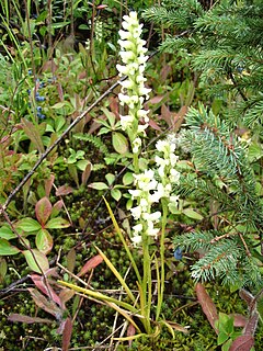 Description de l'image Spiranthes romanzoffiana03.jpg.