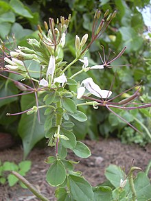 Plant with inflorescence of white flowers