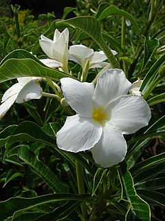 Description de l'image Starr 080716-9386 Plumeria pudica.jpg.