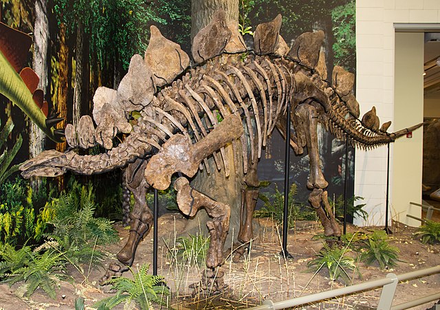 Skeletal mount of Stegosaurus