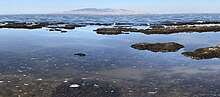 Modern stromatolites (cyanobacteria) growing along the western shore of Antelope Island near Elephant Head. Stromatolites Great Salt Lake.jpg