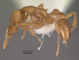 Strumigenys separa