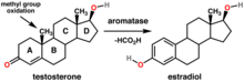 Testosterone to Estradiol conversion Testosterone estradiol conversion.png