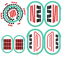 Cut view through transformer windings. Legend:
White: Air, liquid or other insulating medium
Green spiral: Grain oriented silicon steel
Black: Primary winding
Red: Secondary winding Transformer min stray field geometry.svg