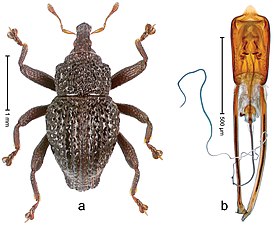 Trigonopterus allopatricus