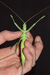 Kobylka sága v porovnání s lidskou rukou