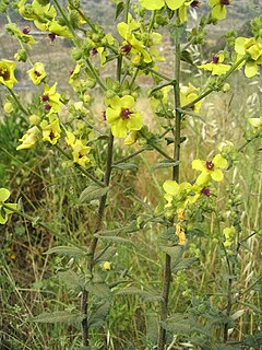 Verbascum sinuatum