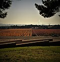 Vignes de Château Virant