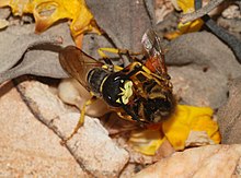 Wasp and bee August 2008-2.jpg