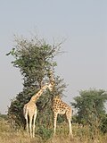 Pair of Giraffes