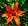 Lilium philadelphicum, wood lily, Marshall's Point