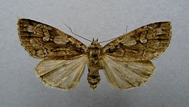 Xestia rhaetica