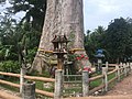 Un arbre vénéré. 14,64 mètres de circonférence ; 400 ans.