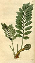 An illustration of Zamia pygmaea