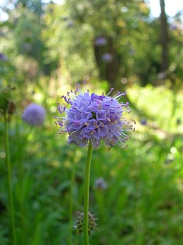 Pelkinis ratenas (Succisella inflexa)