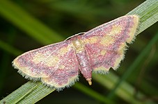 Idaea muricata, Idaea[nl]