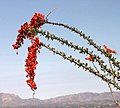 Окотиљо кактус - Fouquieria splendens (Fouquieriaceae)