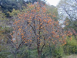 Kakinoko (Diospyros kaki), arbo kun maturaj fruktoj