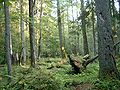 Miniatura para Bosque mixto de Europa central