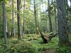 Lista del Patrimonio Mundial. 250px-2005-09_Białowieski_Park_Narodowy_3