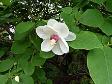 20120522 CamelliaPath OyamaMagnolia Cutler P1240017 (7312701108) .jpg