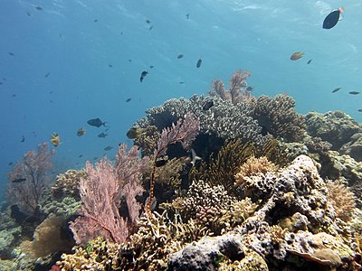 Koral ring Nusa Menjangan