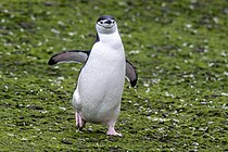 Chinstrap penguin on Barrientos Island, Antarctica