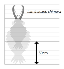 Laminacaris ラミナカリス