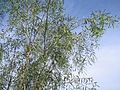 Branches with seed pods