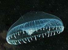 Osamu Shimomura isolated the photoprotein aequorin and its cofactor coelenterazine from the crystal jelly Aequorea victoria in 1961. Aequorea4.jpg