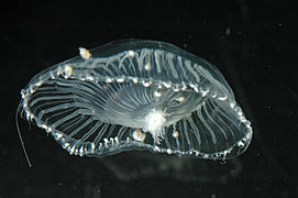Aequorea victoria - gelatina cristal: una medusa bioluminiscente.