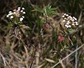 Ageratina kupperi