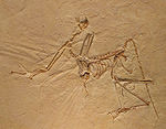 Archaeopteryx bavarica