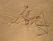 http://upload.wikimedia.org/wikipedia/commons/thumb/7/73/Archaeopteryx_bavarica_Detail.jpg/180px-Archaeopteryx_bavarica_Detail.jpg