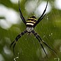 Miniatura per Argiope