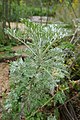 Artemisia absinthium (Absintalsem)