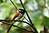 Asian Paradise-flycatcher (Female).jpg
