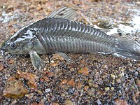 Atipa (Hoplosternum littorale), poisson rappelant par sa physionomie certains poissons préhistoriques cuirassés. Il peut se déplacer à terre grâce à deux petites nageoires. En saison sèche, il respire par les intestins l'air qu'il avale[33].