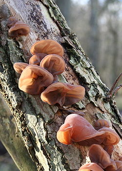 Auricularia auricula-judae