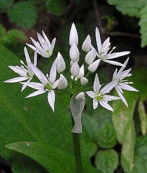 Duviniletero estas eltirata de la Allium ursinum